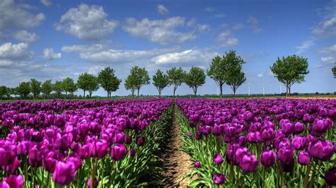 Purple Tulip Field In Holland Wallpaper For Desktop X Full Hd