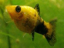 Conoce las diferencias entre los peces molly hembra y macho guía