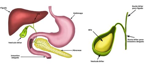 O Que Significa Bile - Bile - O que é, onde é produzida, função, composição, excreção, doenças