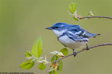 Cerulean Warbler 25