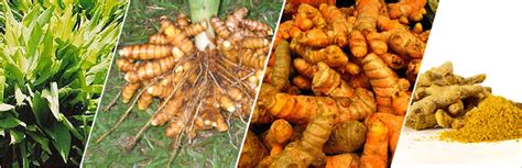 Improved Turmeric Varieties Grown In India Curcuma Longa Cultivation Of Crops