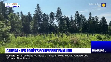 Les forêts de la région Auvergne Rhône Alpes souffrent du changement