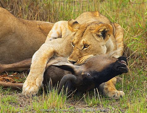 Minden Pictures African Lion Panthera Leo Female Suffocating Blue