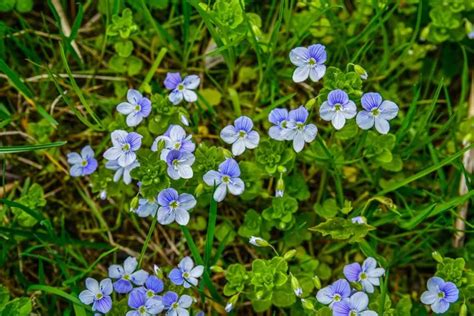 13 Weeds With Blue Flowers Identification And Control 54 OFF