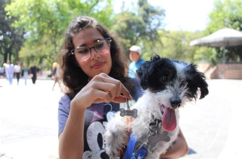 Llamado Para Prevenir Golpe De Calor En Mascotas C Dice Informativo