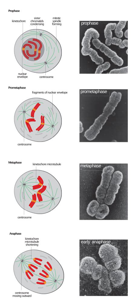 Metaphase Wikipedia