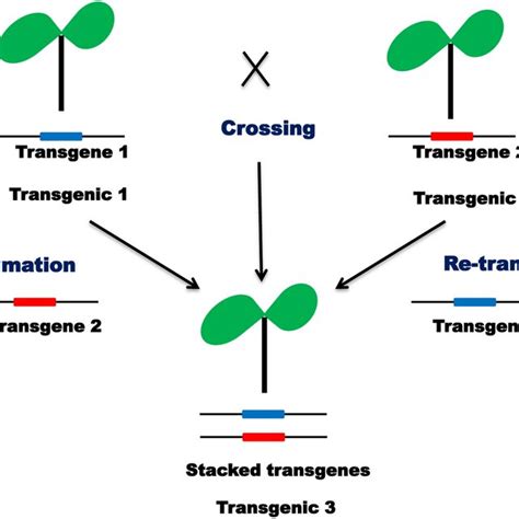 Schematic Representation Of Expression Cassettes Used In Plant