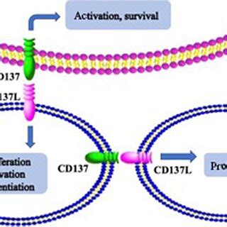 Role Of Cd And Cd Ligand Cd L Signaling Pathway The