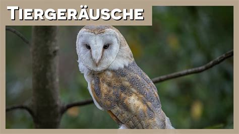 Tiergeräusche Eule YouTube