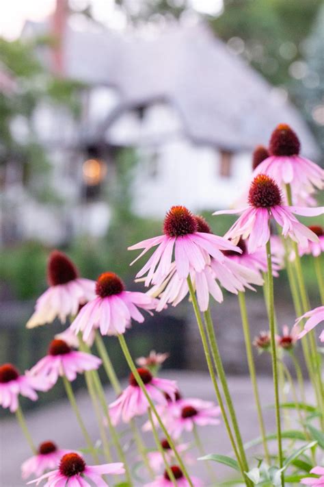 Native Landscaping in Montgomery Ohio — Our Land Organics | Natural