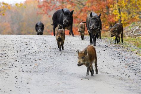 Linvasione Dei Cinghiali Ibridi Una Minaccia Ecologica In Canada