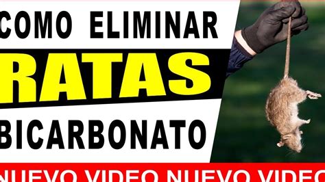 Elimina ratones con bicarbonato Métodos efectivos y caseros