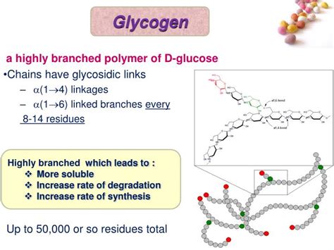 Ppt Glycogen Metabolism Powerpoint Presentation Id 7039540