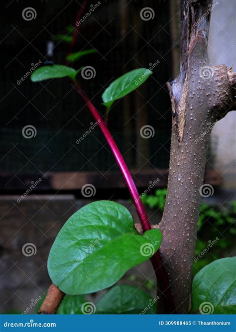 Anredera Cordifol, a Vine that is Useful As Medicine Stock Image - Image of kidney, medicine ...