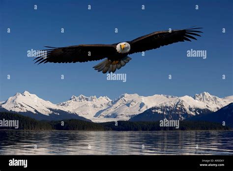 Bald Eagle In Flight Inside Passage Tongass National Forest SE Alaska