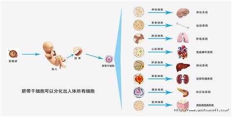 人脐带间充质干细胞 对动脉粥样硬化斑块的治疗潜力 山东省人类脐带间充质干细胞库 奥克生物