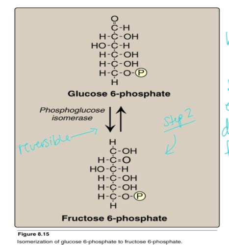 Biochemistry Lecture 6 Glycolysis And Gluconeogenesis Flashcards