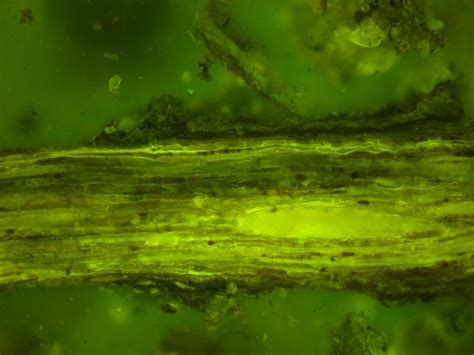 Maceral analysis and microscopic evaluation of peat samples | Organische Petrologie - mobile RFA ...