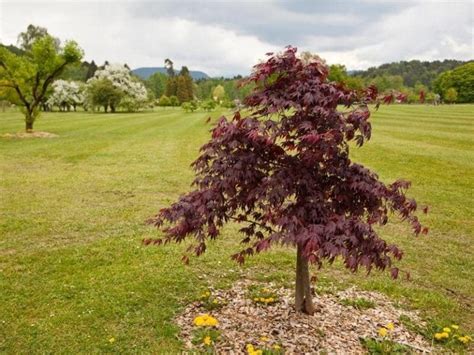 Japanese Maple Root System Are The Roots Invasive Leafyjournal