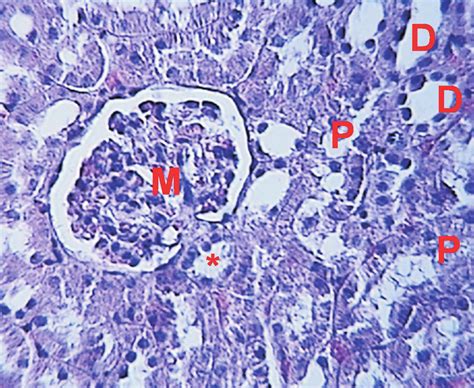 Macula Densa Histology