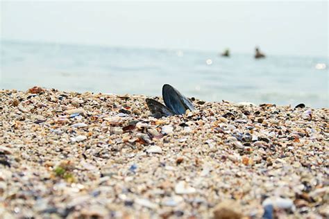 310 North Carolina Sea Shells Stock Photos Pictures And Royalty Free