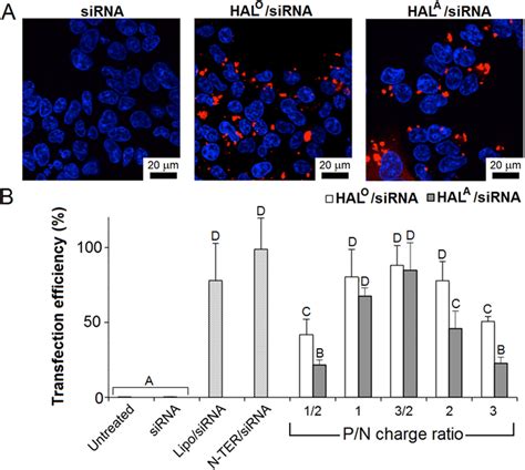 Cellular Uptake Of Hal Sirna Complexes A Confocal Microscopy Images