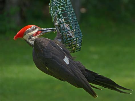 Pileated Woodpecker Male Feederwatch