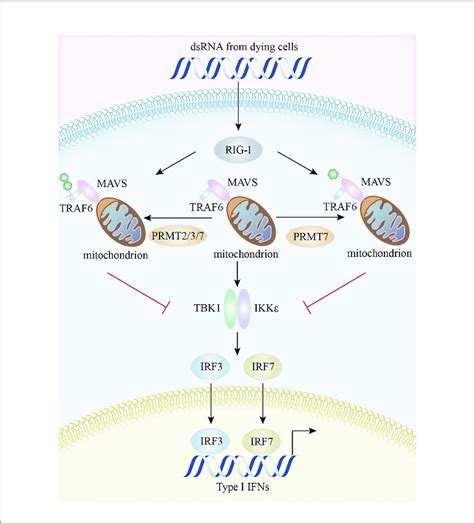 Characteristics Of The Prmts And Their Interactions In Rig I Pathway