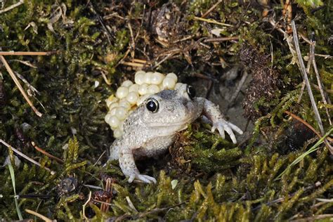 Midwife Toad With Eggs Photograph by M. Watson - Fine Art America