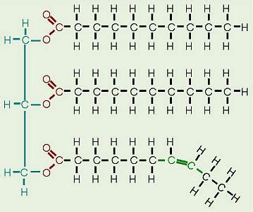 Parts of a triglyceride (lipid monomer) Diagram | Quizlet