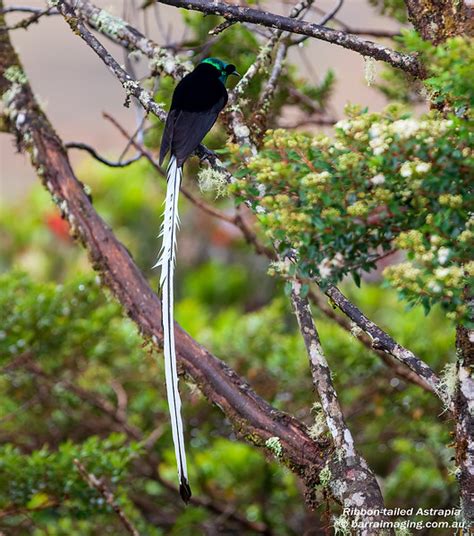 Ribbon Tailed Astrapia Astrapia Mayeri Barraimaging