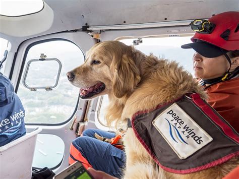 保護犬から災害救助犬へ、広島土砂災害では生存者を発見 多くの被災地に出動する頼もしい存在｜まいどなニュース