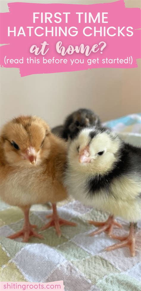 First Time Hatching Chickens At Home Here S What You Need To Know