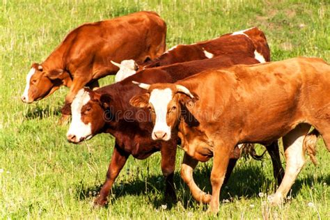 Domestic Cattle on Pasture. Breeding Cows and Bulls. Life on the Farm ...