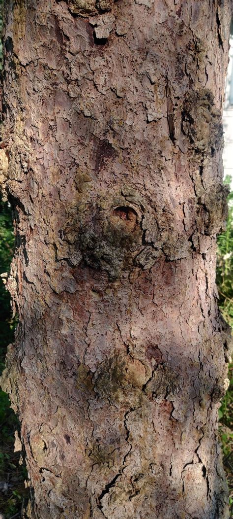 how to know if a pine tree is dead