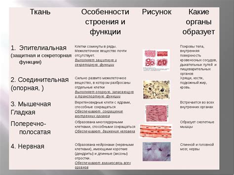 Тюлевые ткани: виды и их особенности