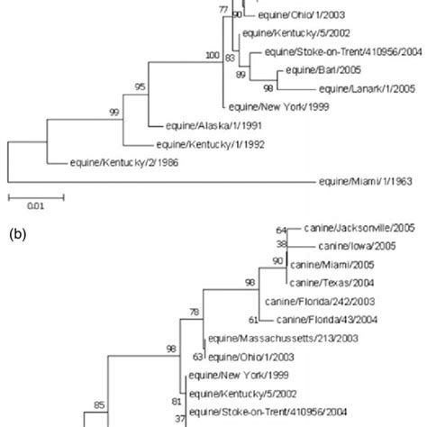 Phylogenetic Relationships Among The Hemagglutinin H Genes A