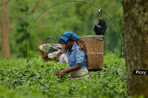 Image Of Tea Workers Plucking Tea Leafs In Assam Tea Plantations Ht737688 Picxy