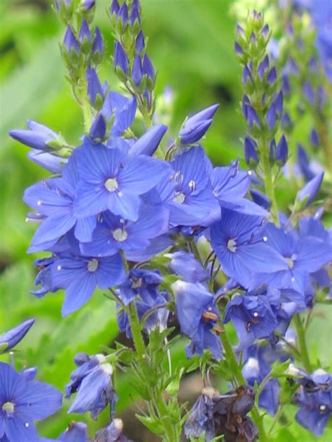 Veronica Austriaca Knallblau Fogaslevel Veronika Kir Ly