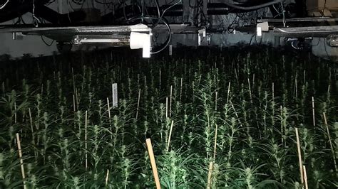 Oldham Arrest After £1 2m Cannabis Farm Found Bbc News