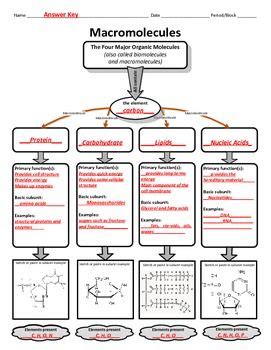 Graphic Organizer For Organic Or Macromolecules Teaching Biology