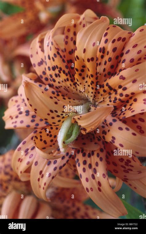 Lilium Lancifolium Flore Pleno Double Tiger Lily Div Ix All Species