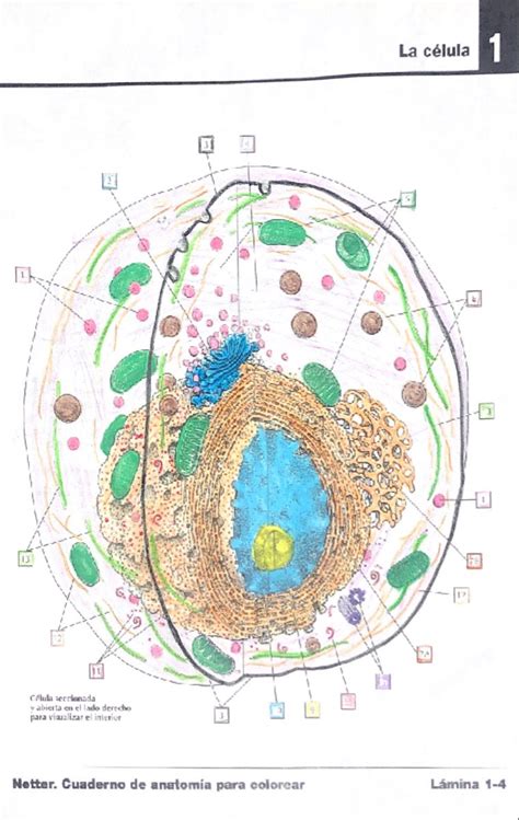 Netter de anatomía para colorear 1 4 Libros de anatomia Anatomía