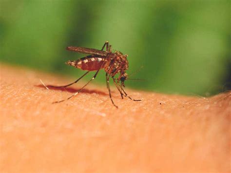 Mosquito Bite Symptoms and Treatments