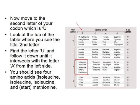 How To Read Dna Codon Table | Awesome Home