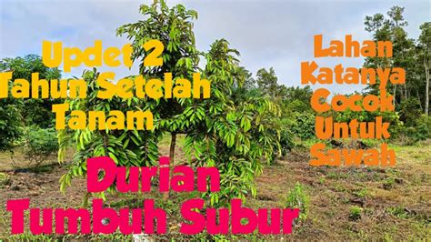 Update Tahun Pasca Tanam Durian Di Lahan Berair Subur Durian