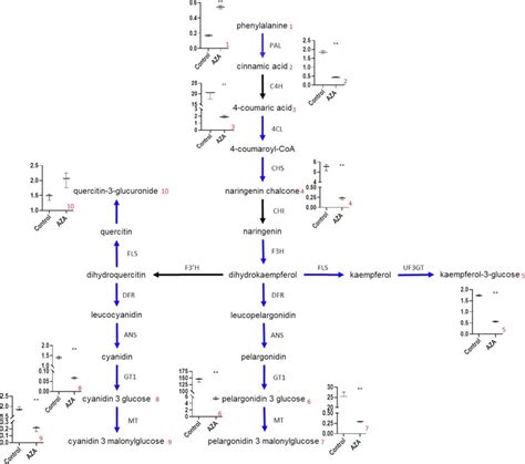 Scheme Of The Phenylpropanoid Flavonoid And Anthocyanin Pathways The