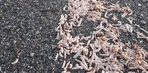 Milhares de peixes pênis de 25 cm são encontrados em praia na