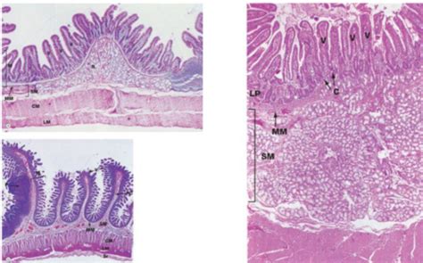 Lab Practical A P Histology Flashcards Quizlet