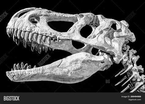 Dinosaur Skull Head Image And Photo Free Trial Bigstock